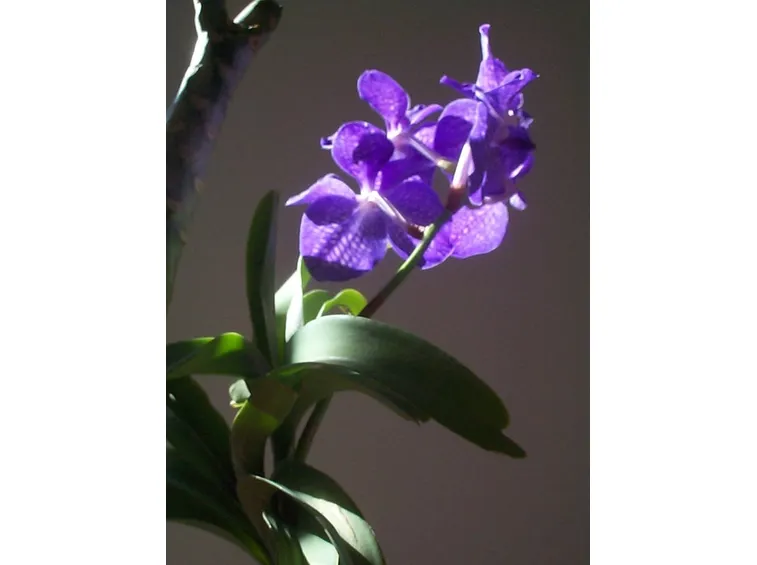 Orchidea Vanda coerulea