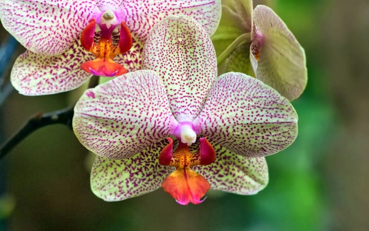 Fiori orchidea vanda