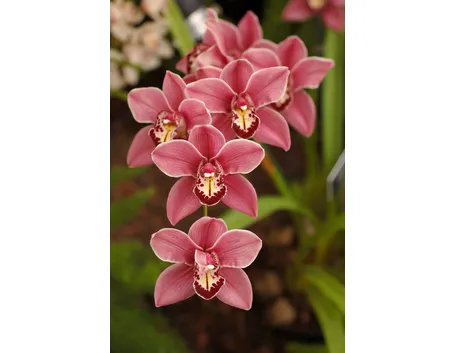 Parassiti orchidea