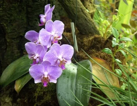 Phalaenopsis in natura.