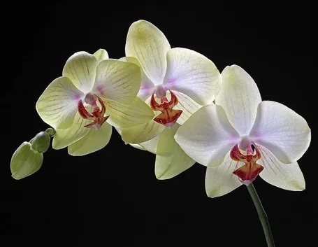 Orchidea gialla
