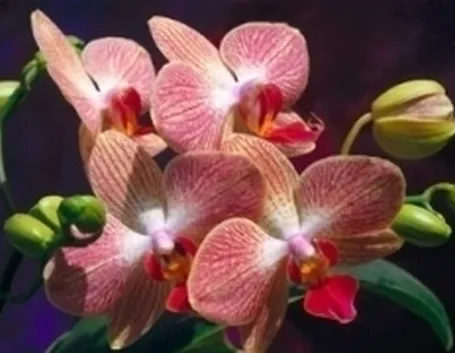 orchidee-1