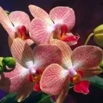 orchidee-1