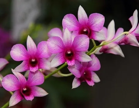 Esempio di orchidea Dendrobium