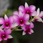 Esempio di orchidea Dendrobium