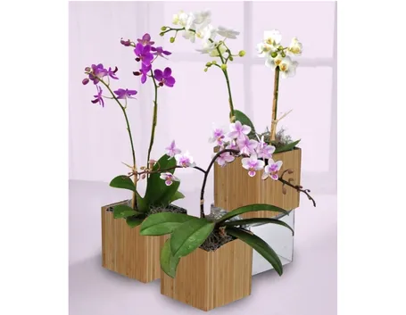splendide orchidee