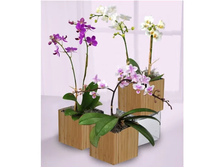 splendide orchidee