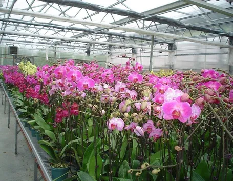 orchidee in serra