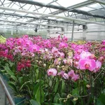 orchidee in serra