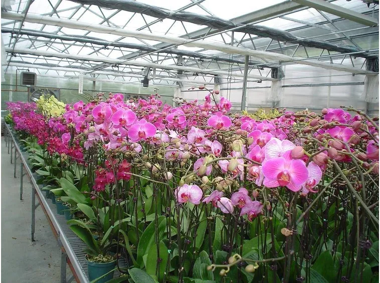 orchidee in serra
