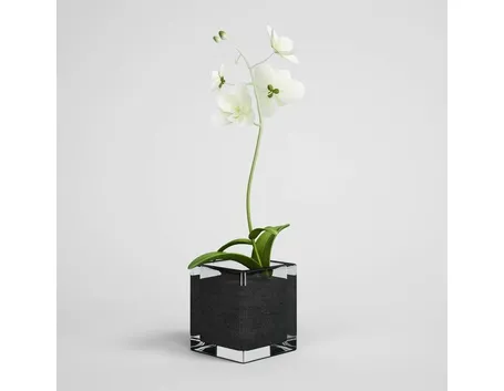 elegante orchidea