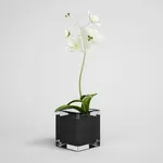elegante orchidea