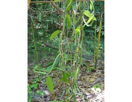 Orchidea Vanilla