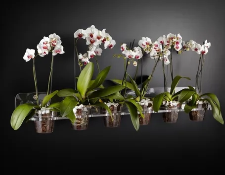 Orchidee phalaenopsis in vasi di plastica