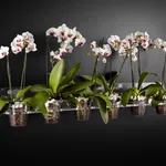 Orchidee phalaenopsis in vasi di plastica
