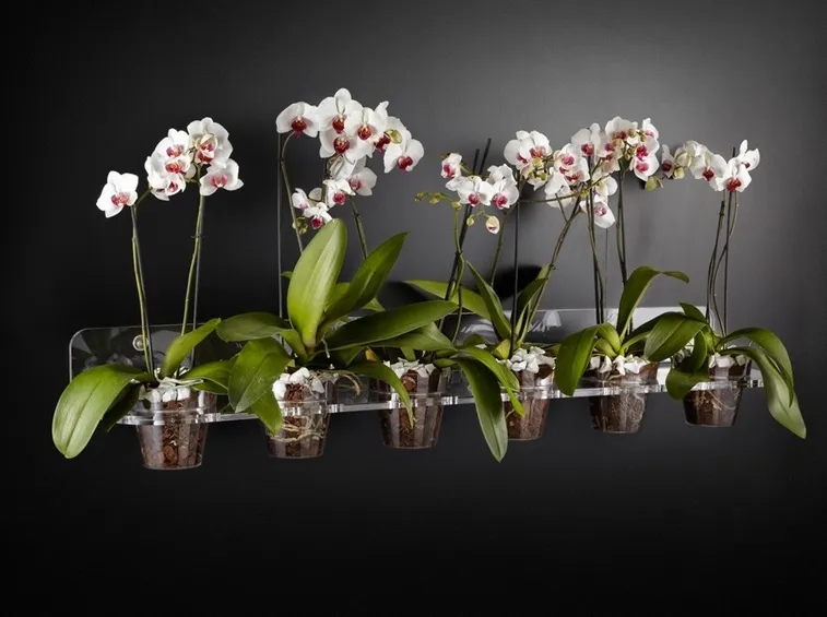 Orchidee phalaenopsis in vasi di plastica