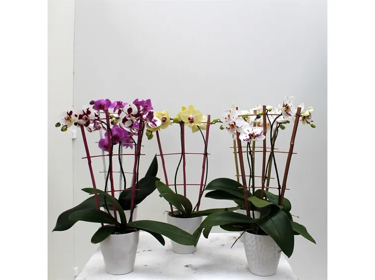 Vasi per orchidee 