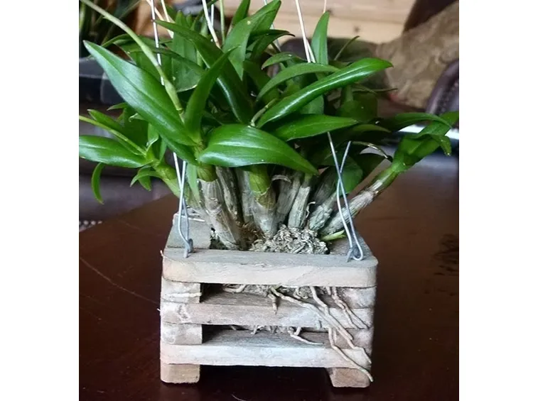 Dendrobium in cassetta di legno
