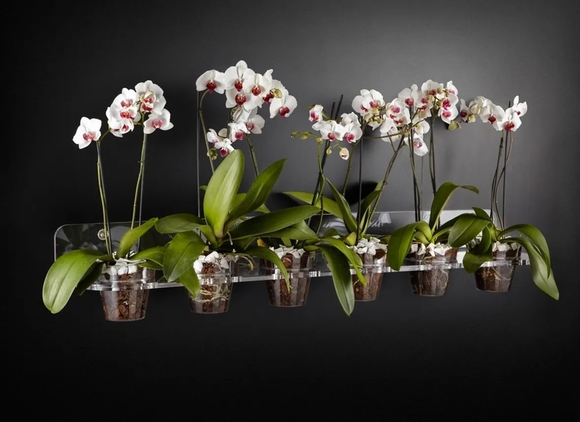 Orchidee phalaenopsis in vasi di plastica