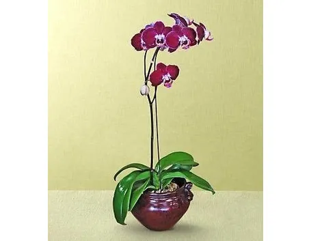 Vaso per orchidea