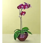 Vaso per orchidea