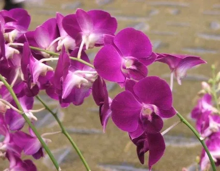 orchidee viola