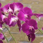 orchidee viola