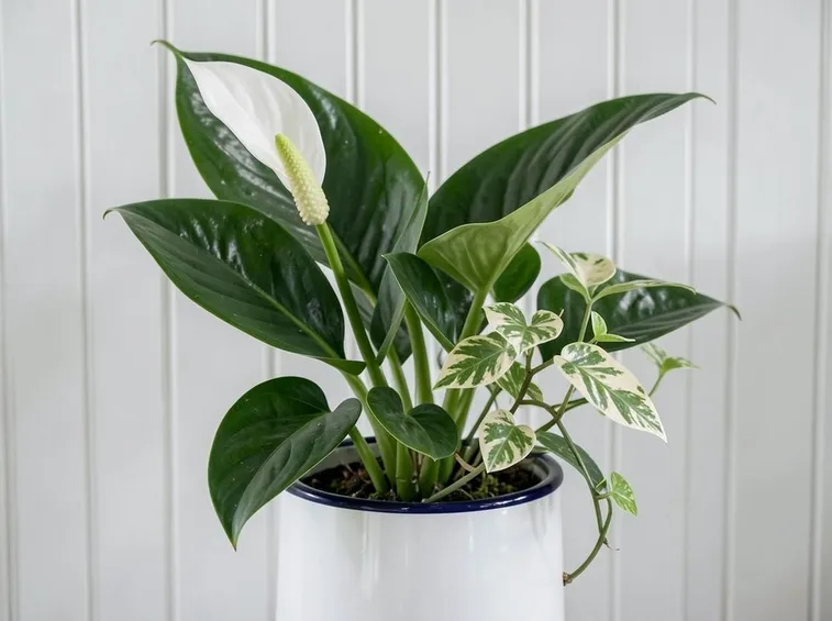 Spatiphyllum