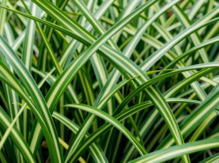 Chlorophytum comosum