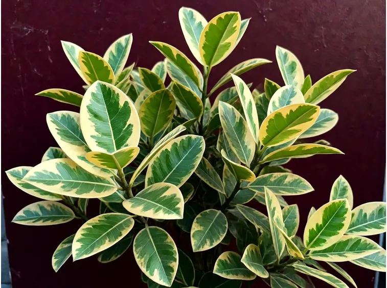 Ficus Benjamin