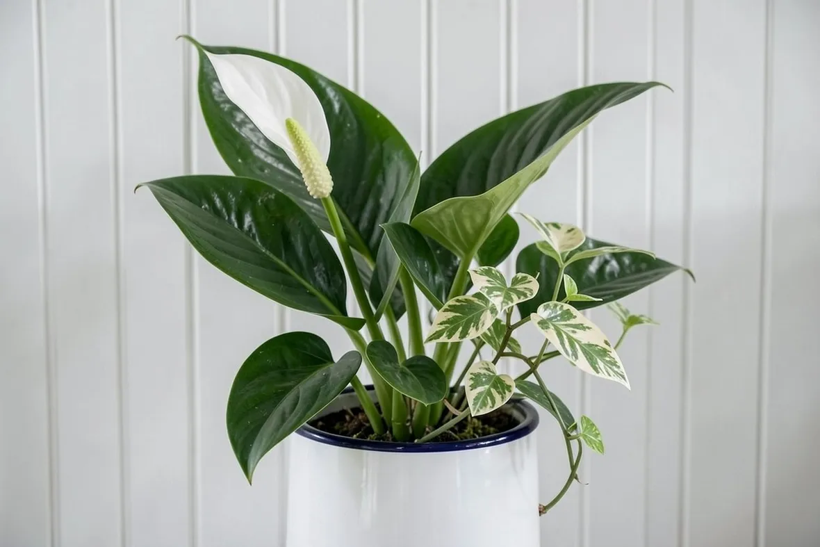 Spatiphyllum