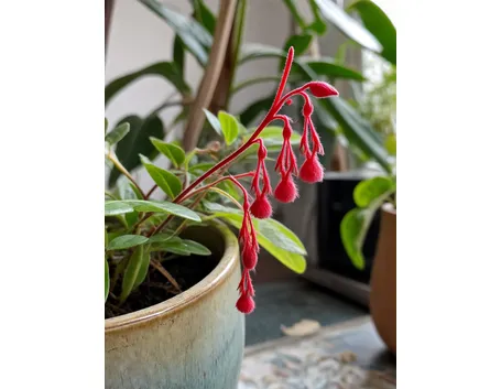 fiori di acalifa