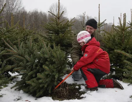 Vendita di alberi di Natale veri