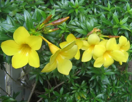 fiori di allamanda