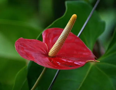 Fiore di anthurium