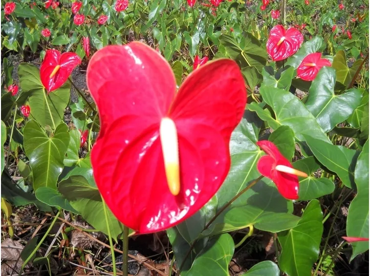 Piante di anthurium