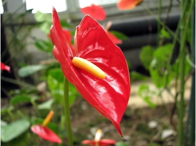 Fiore di anthurium