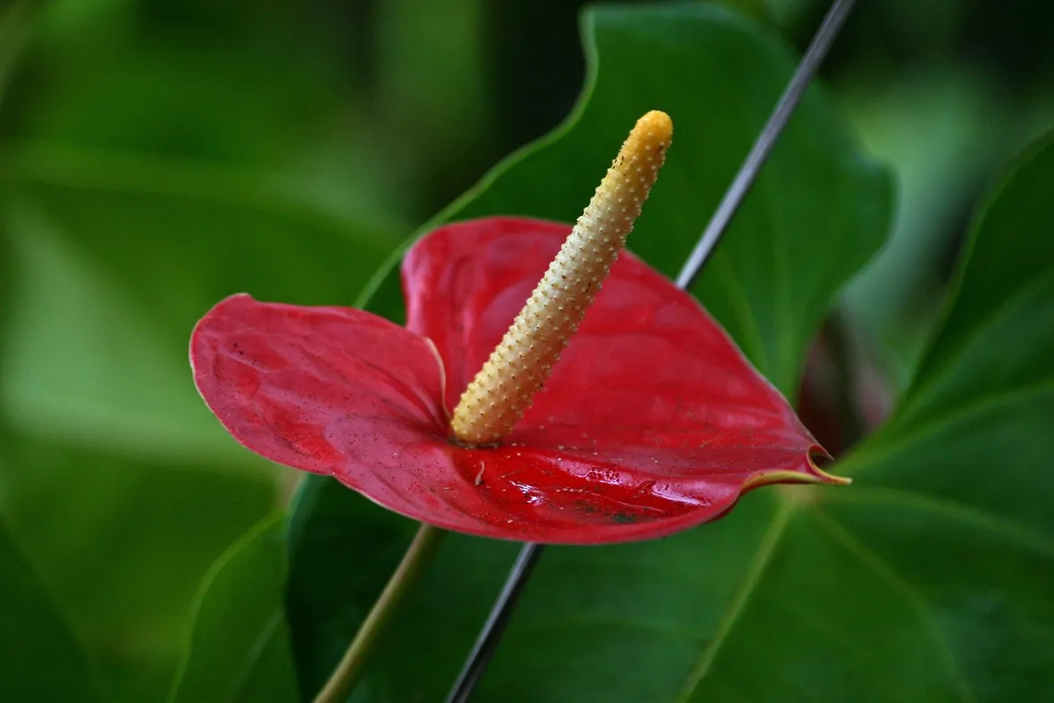 Fiore di anthurium