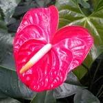 Anthurium particolare fiore