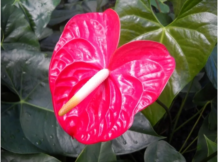 Anthurium rosso