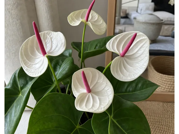 Anthurium bianchi