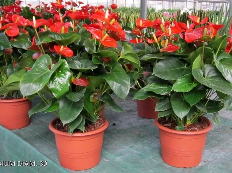 Coltivazione Anthurium rosso in vaso 30