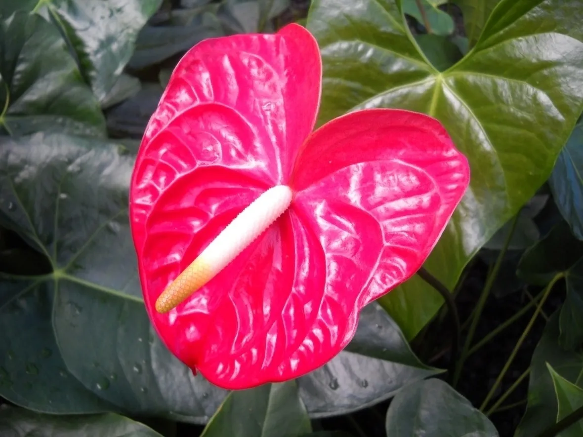 Anthurium rosso