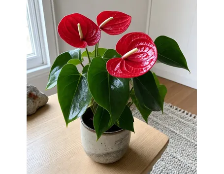 anthurium