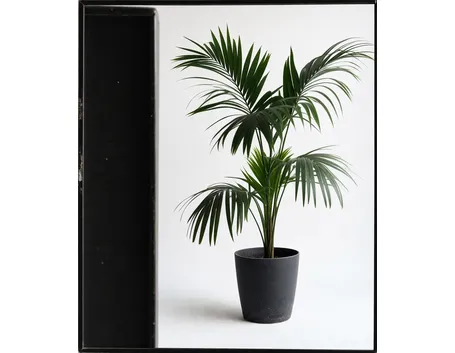 esemplare areca