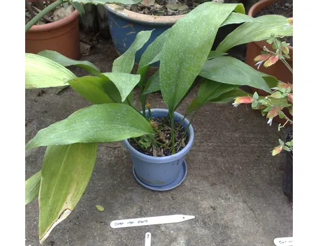 Aspidistra coltivata in vaso