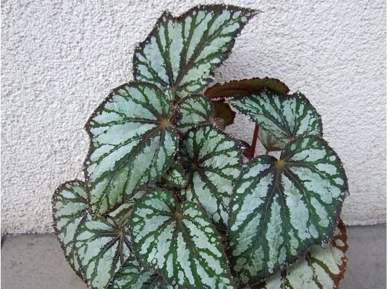 Le foglie della begonia corallina