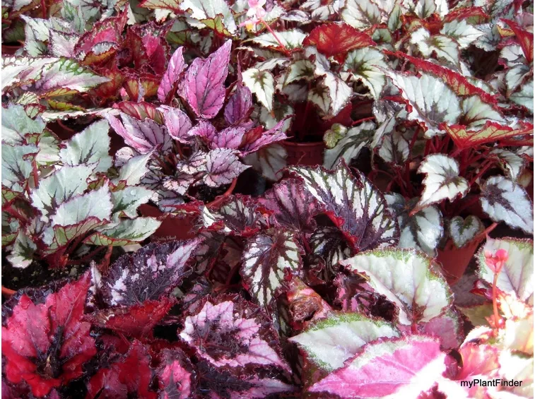 Esemplari di begonia gigante