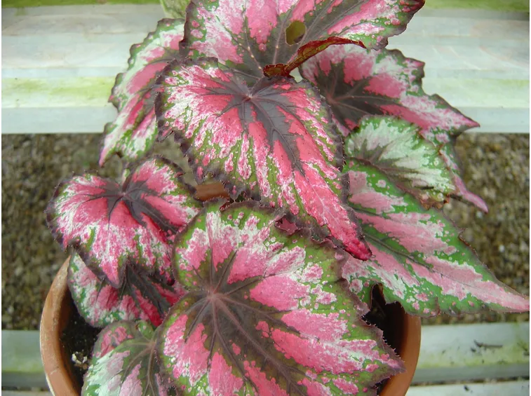 Begonia gigante in vaso