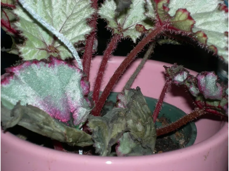 Particolare dei fusti della begonia